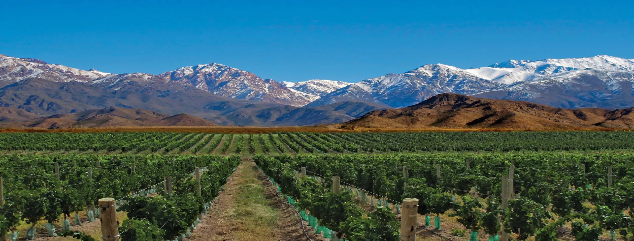 Image for Mendoza